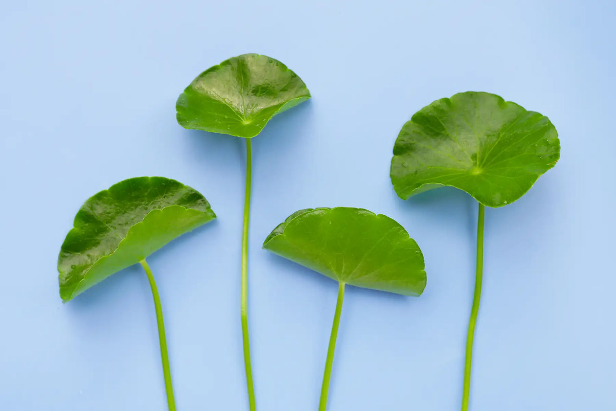 Centella Asiatica : pourquoi est-elle considérée comme l’ingrédient sauveur des peaux sensibles ?