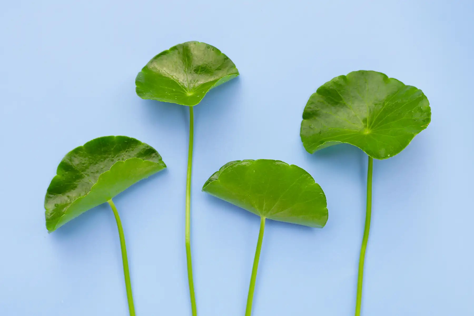 Centella Asiatica: de ce este considerată ingredientul salvator pentru pielea sensibilă?