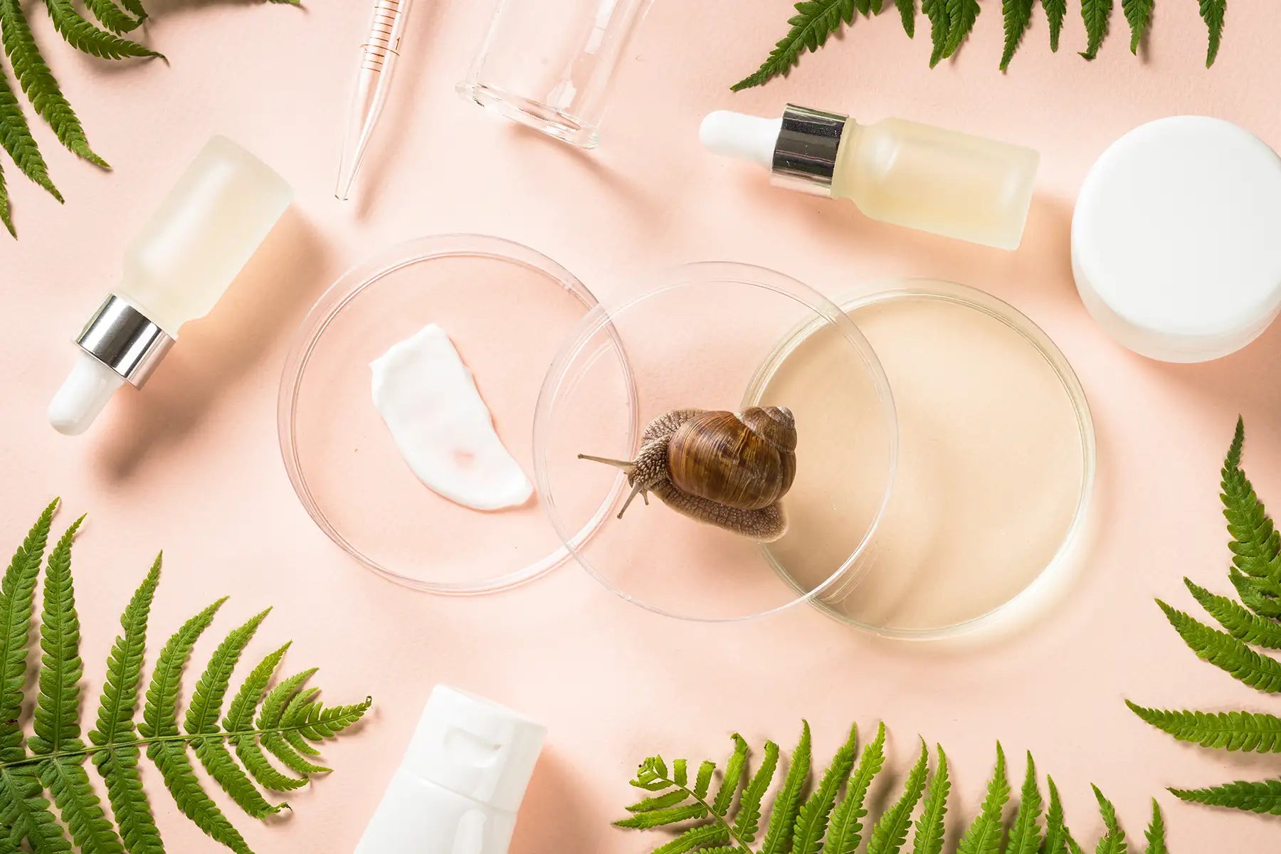 Snail in petri dish with skincare products